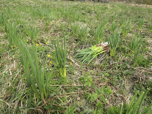 vitlök